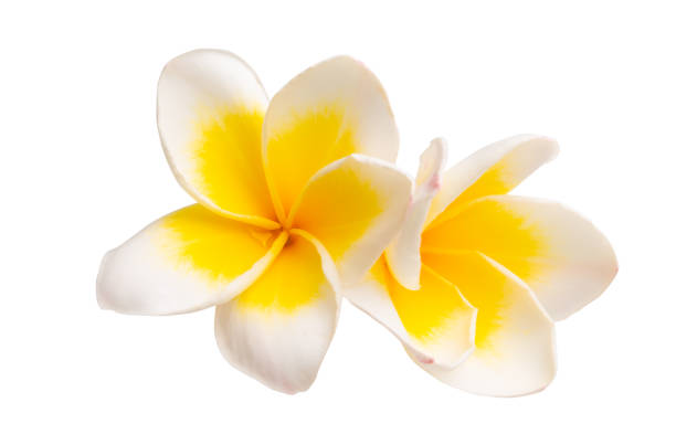 istock beautiful frangipani flower isolated 1180053787