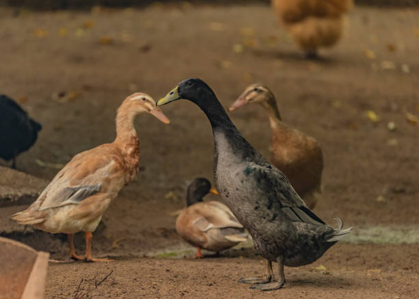 istock Indian runner bird in autumn cloudy day 1180053860