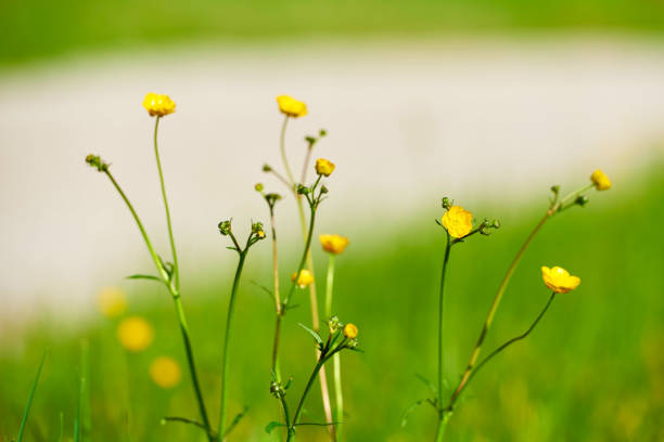 Yellow buttercups on the green meadow at spring