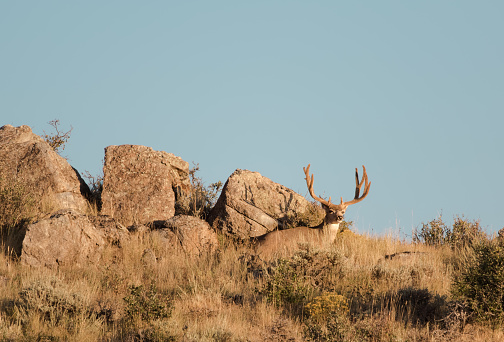 Buck mule deer will lose the velvet on their antlers in early September.
