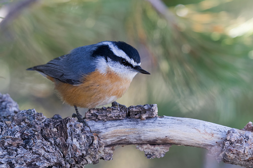 The nuthatch will often steal nest lining material from other birds' nests.