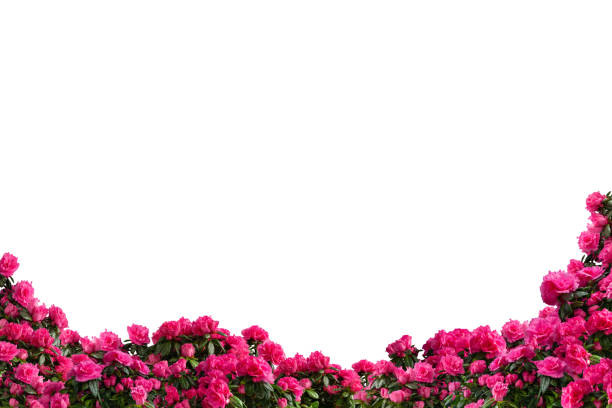 Vivid pink azaleas flourish in a garden setting showcasing their beautiful blooms and fresh buds in a sunny spring day.