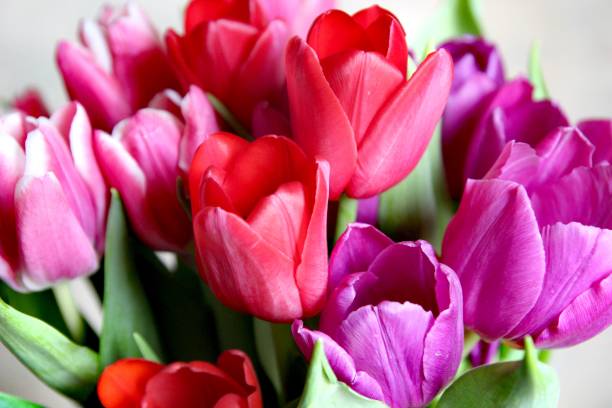 istock Bouquet of tulips 1180056077