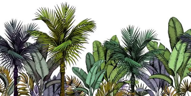 Vector illustration of Tropical palm forest