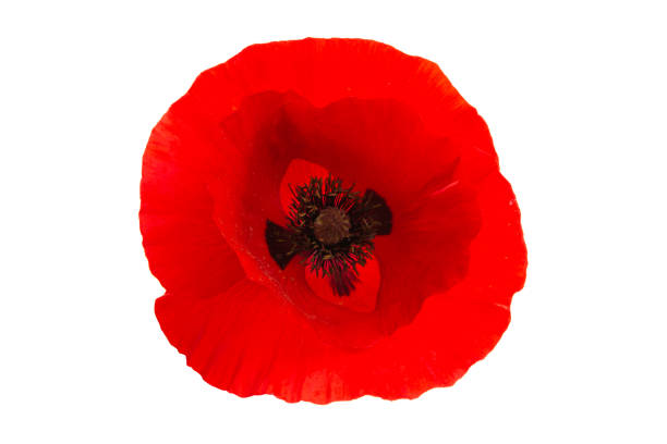 istock poppy flower isolated 1180058592