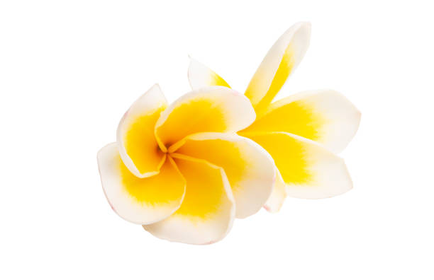 istock beautiful frangipani flower isolated 1180060647