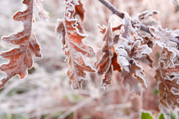 Detail of frosted vegetation in a cold winter morning