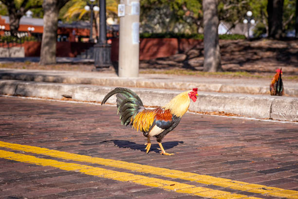 istock Chicken crossing the road 1180060825