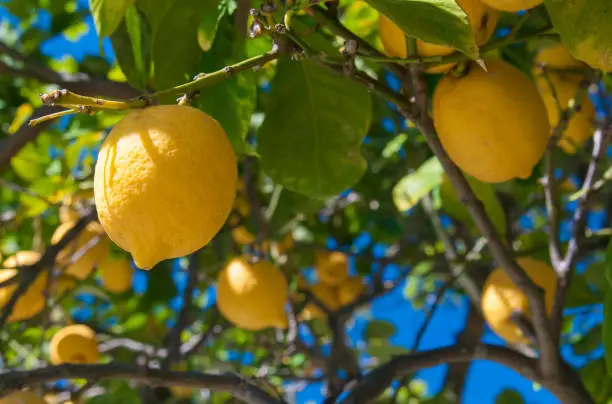 Lemons on tree in a citrus grove during harvest time in Sicily