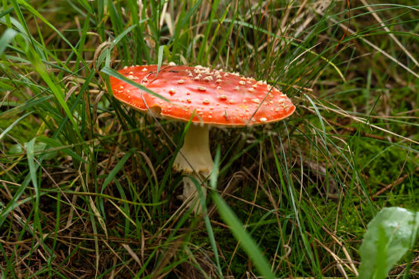 istock Wild amanita muscaria or fly agaric 1180061381