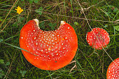 Amanita muscaria or fly agaric wild mushrooms