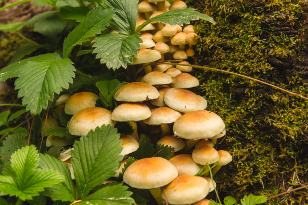 cogumelos selvagens dos capnoides de hypholoma - hypholoma fasciculare - fotografias e filmes do acervo