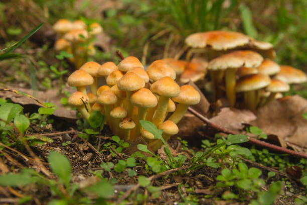 aglomerado de cogumelos selvagens de hypholoma capnoides - hypholoma fasciculare - fotografias e filmes do acervo