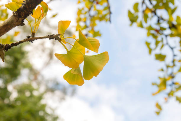 istock Ginkgo autumnal leaves close up 1180062336