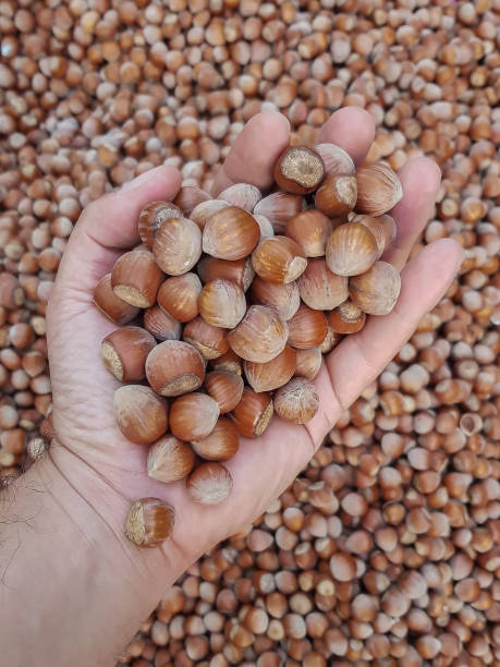 istock Hand Holds Hazelnuts, Natural Black Sea Region Hazelnut 1180062666