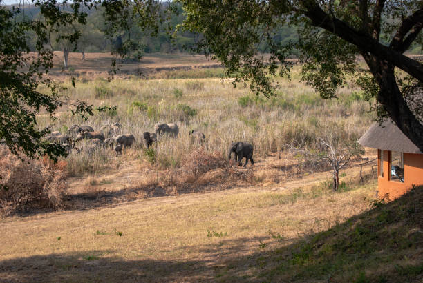 istock African Elephants (Loxodonta Africana) in South Africa 1180062717