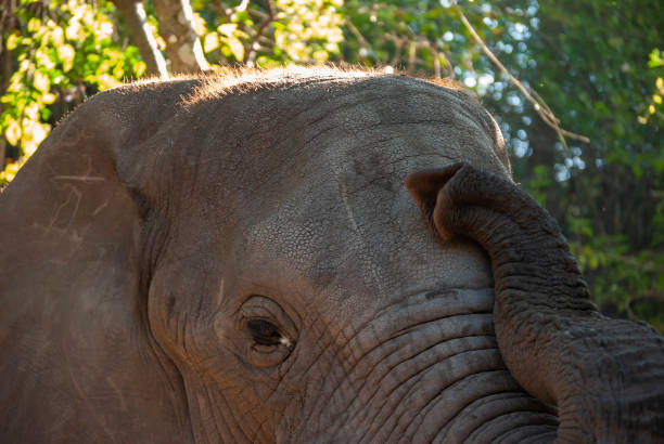 słonie afrykańskie (loxodonta africana) w republice południowej afryki - addo south africa southern africa africa zdjęcia i obrazy z banku zdjęć