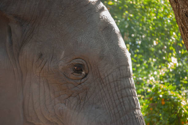 słonie afrykańskie (loxodonta africana) w republice południowej afryki - addo south africa southern africa africa zdjęcia i obrazy z banku zdjęć