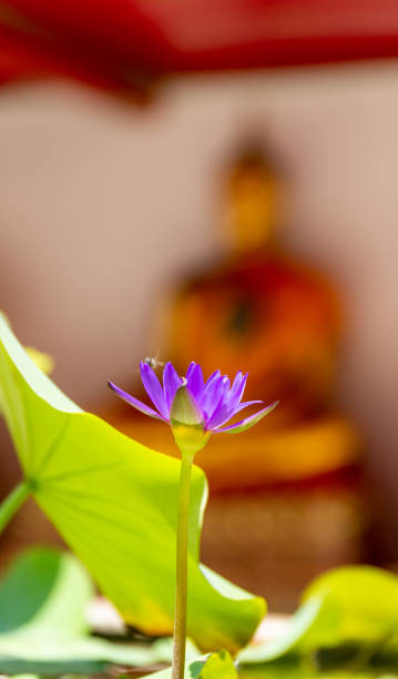 istock blooming flower in front of buddhist monk sculpture 1180063003