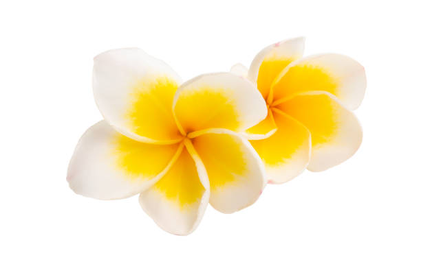 istock beautiful frangipani flower isolated 1180063062