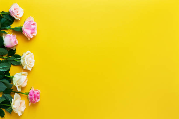 istock Pink and white roses on yellow background. Copy space, top view. Holiday background 1180063645