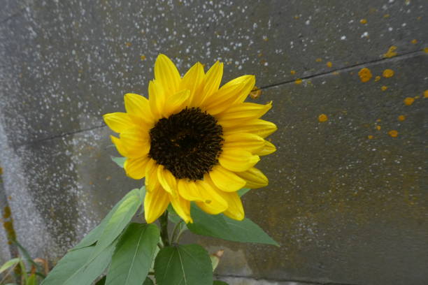 istock sunflower flower in the garden 1180064173