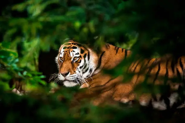 Portrait of tiger in the forest. The photo was taken through the thick vegetation of an old forest in Russian taiga.