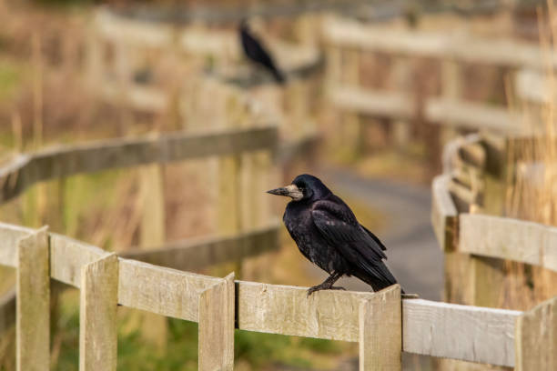Black crow on a green lawn in Dresden, Germany