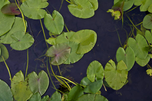 istock green water plant leaves 1180065612