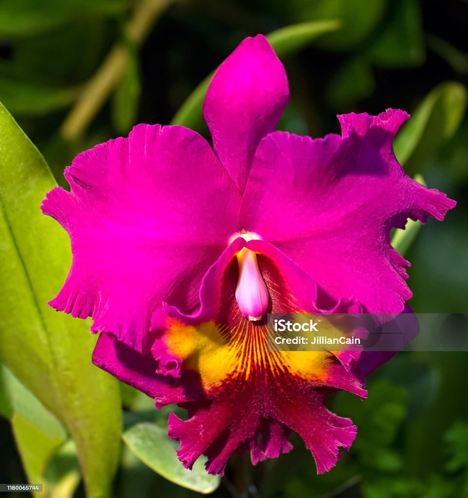 Hoa Lan Cattleya Màu Hồng Tuyệt Đẹp Hình ảnh Sẵn có - Tải xuống ...