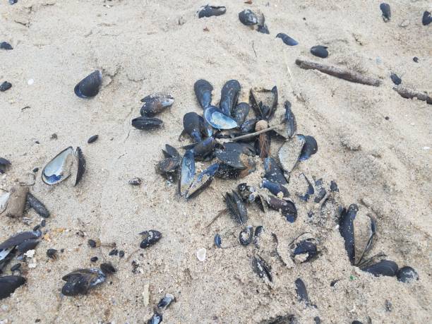 istock mussel shells and sand and sticks on beach 1180065773