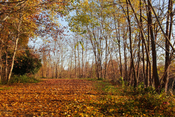 istock Road covered with orange leaves 1180066061
