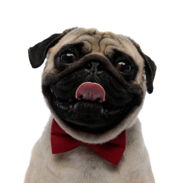 istock Adorable pug panting and wearing a red bowtie 1180067263