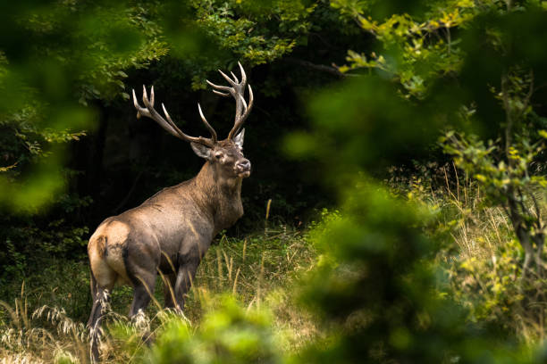 istock Red deer stag (Cervus elaphus) during the rutting season. Carpathians 1180067348