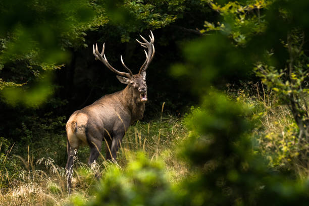 istock Red deer stag (Cervus elaphus) during the rutting season. Carpathians 1180067349