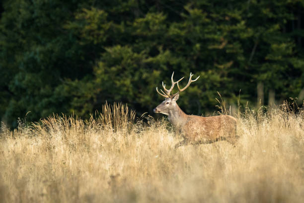 istock Red deer stag (Cervus elaphus) during the rutting season. Carpathians 1180067351