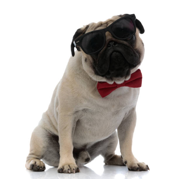 istock Brave pug wearing sunglasses and a red bowtie 1180067367