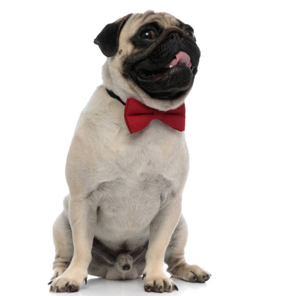 istock Charming pug panting and wearing an elegant red bowtie 1180067389