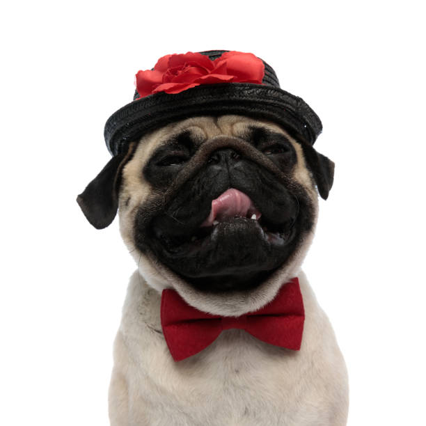 istock Close up of a sleepy pug panting, wearing a hat 1180067422