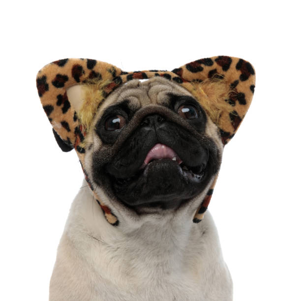 istock Adorable pug panting and wearing a headband with cheetah 1180067472