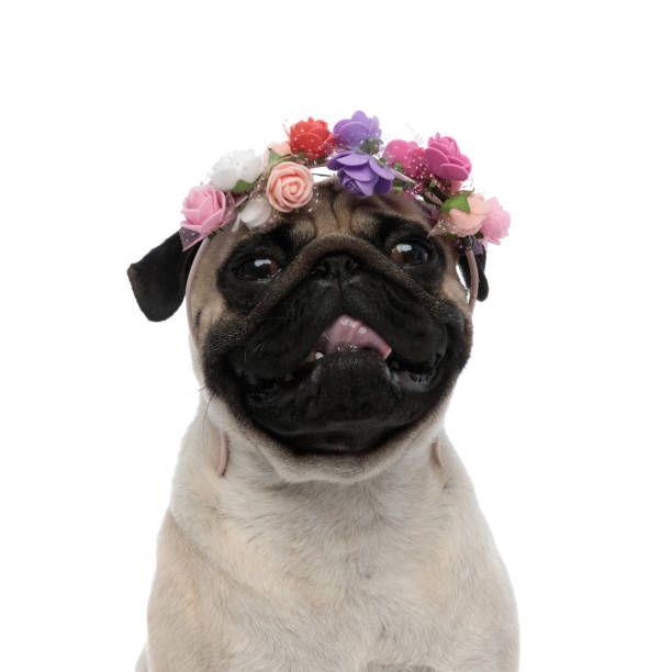 istock Adorable pug panting and wearing a flower decorated headband 1180067490