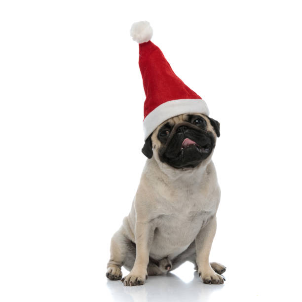 istock Adorable pug looking away while wearing a Santa Clause hat 1180067498