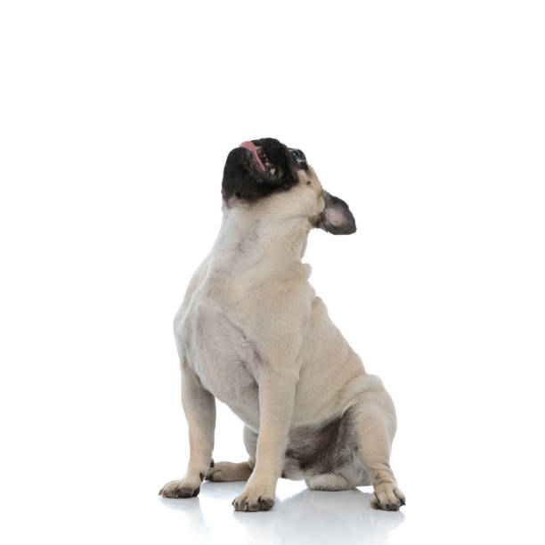 istock Lovely pug panting and looking up 1180067525