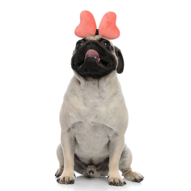 istock Cheerful pug looking up and panting while wearing a headband 1180068076