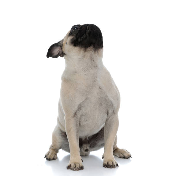 istock Clumsy pug looking up and being happy 1180068254