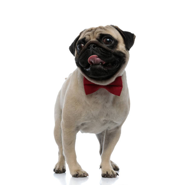 istock Cheerful pug wearing a bow tie and panting 1180068326
