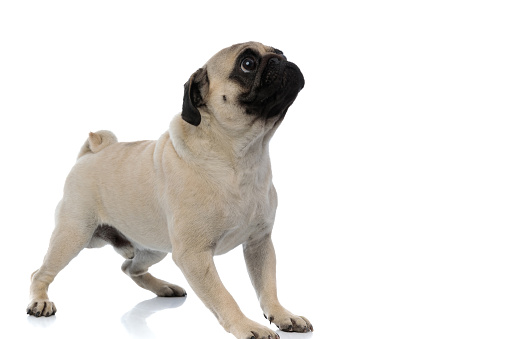 Side view of a frightened pug looking up and waiting while standing on white studio background