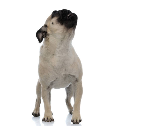 Eager pug curiously looking upwards with his mouth open