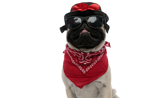 Fashion pug wearing sunglasses, bandana and a decorated hat while panting and looking forward, sitting on white studio background