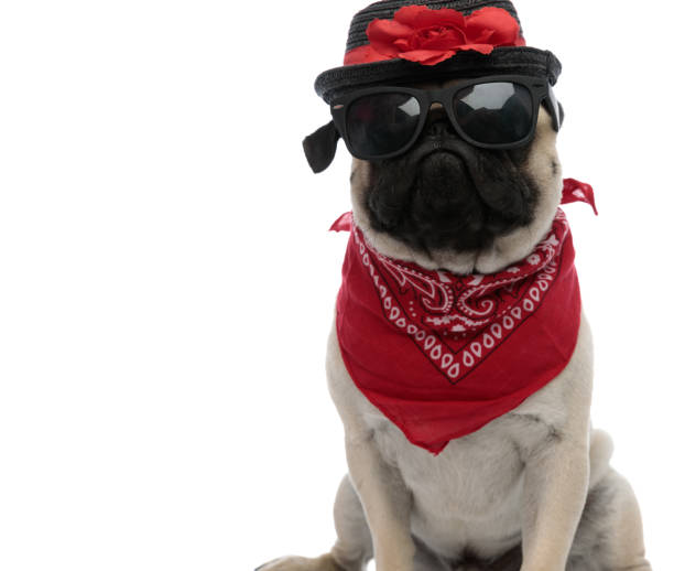 istock Determined pug wearing sunglasses, red bandana and a decorated hat 1180068430